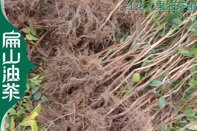 四川紅（hóng）花油茶苗