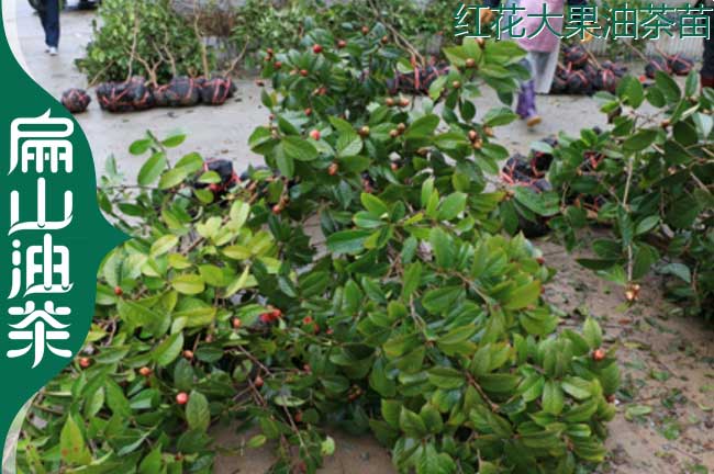 廣西紅花（huā）油（yóu）茶苗（miáo）
