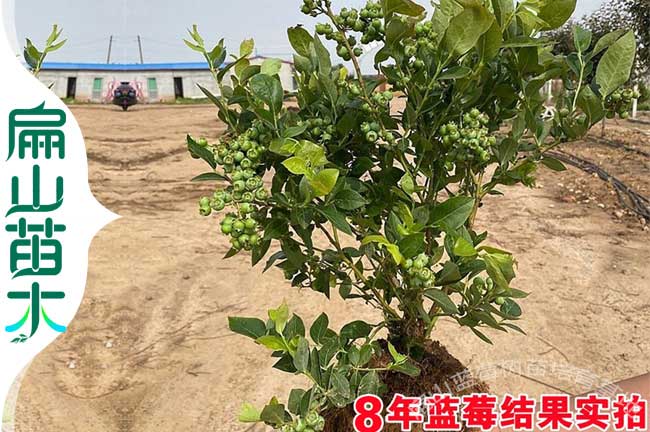 油茶施肥（féi）時間
