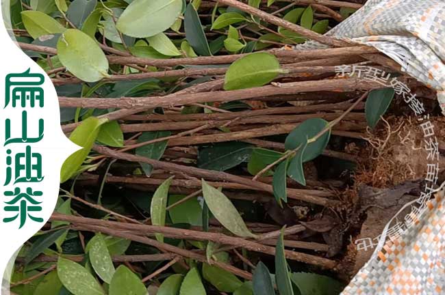 四川油（yóu）茶杯苗
