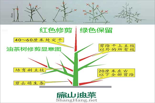 茶苗生長圖