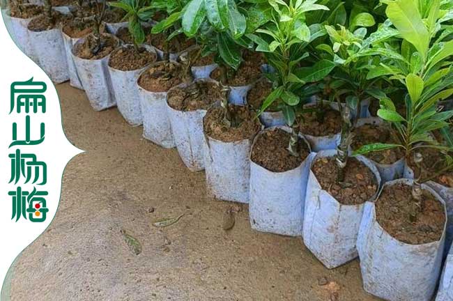 叁公分東魁楊（yáng）梅中杯苗批發 桂林百色欽州水晶1年-扁（biǎn）山楊梅苗