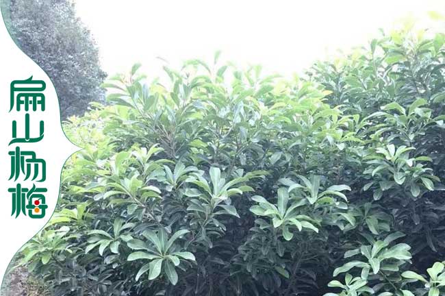 湖（hú）南東魁楊梅苗培育