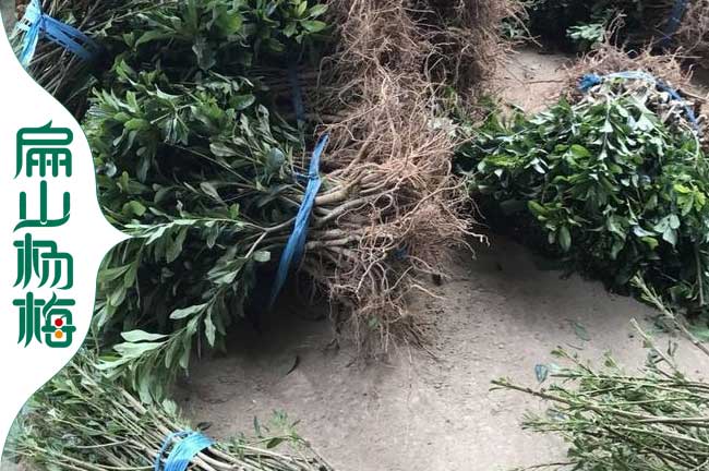 雲南2年楊梅裸根苗