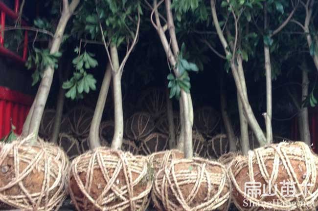樂平東（dōng）魁楊梅（méi）苗批發