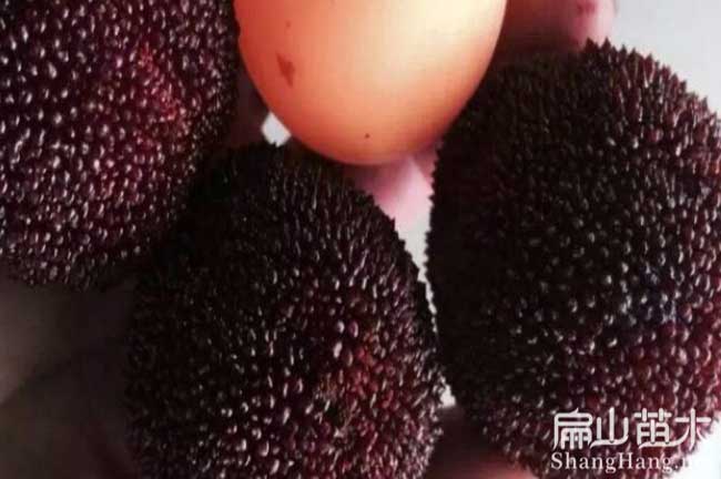 瑞金東魁（kuí）楊梅苗