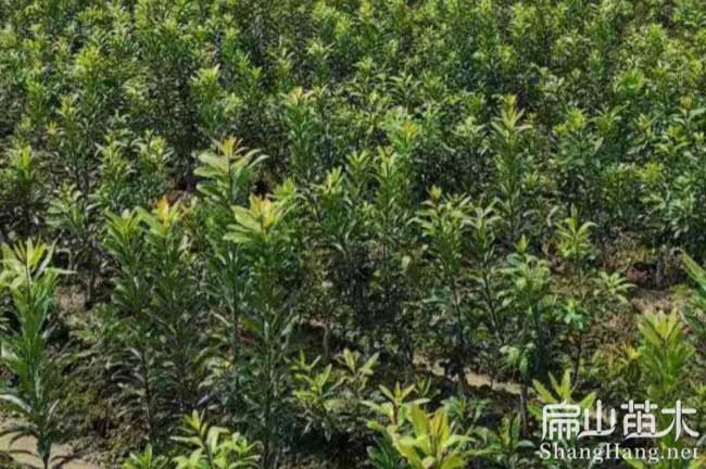 石城大（dà）黑炭楊（yáng）梅苗