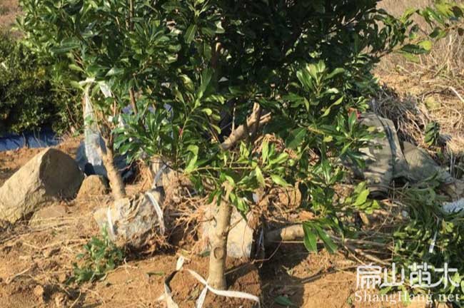 內江東魁楊（yáng）梅苗批發