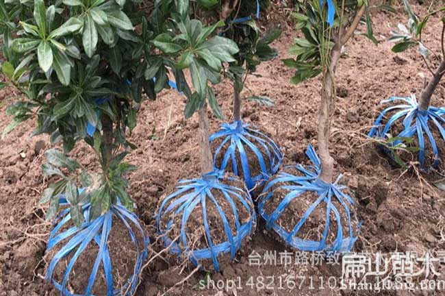 阿（ā）壩東魁楊梅苗