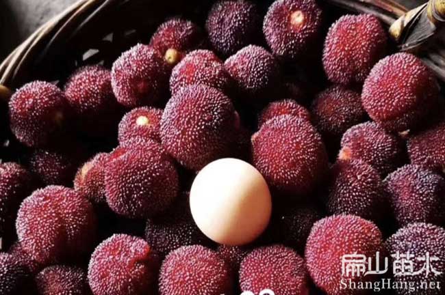沙坪壩大黑炭（tàn）楊梅苗
