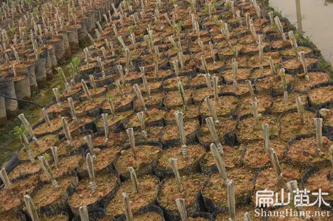 沙坪壩（bà）區楊梅苗培育