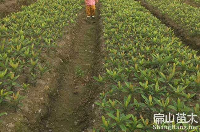 九龍坡楊梅批發