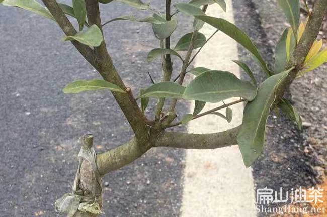 安瀾鎮（zhèn）楊梅苗（miáo）批發