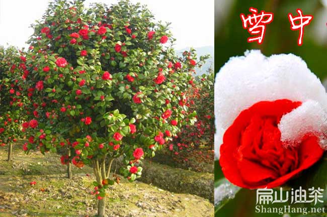 2-1-5-3年湖南大果（guǒ）紅花油茶苗批發標準種植基地-扁山油茶