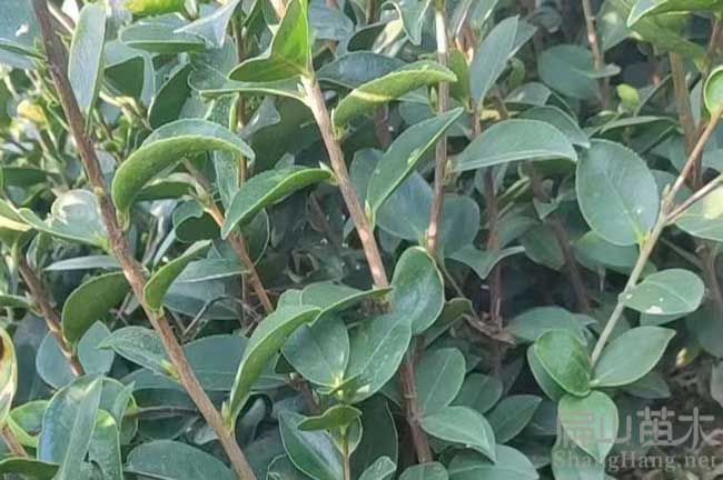 晉江茶樹苗（miáo）批發