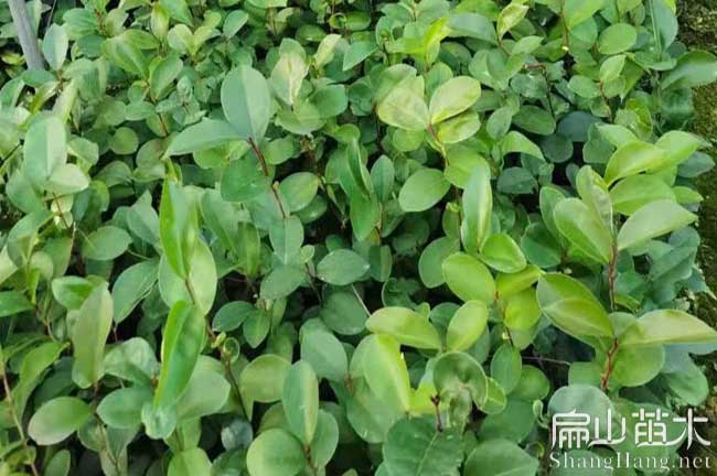 福建茶葉（yè）苗培（péi）育