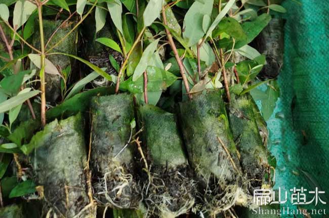達州軟（ruǎn）枝油茶苗