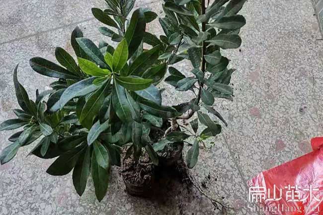 玉林楊梅苗批發