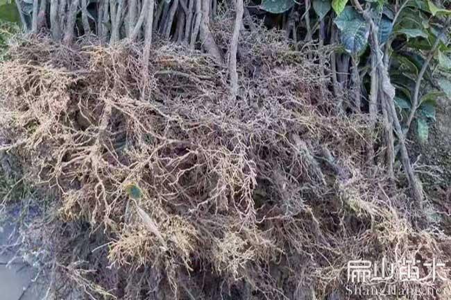 連（lián）城（chéng）紅花（huā）大果油茶苗