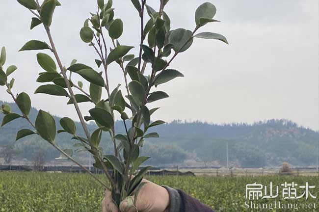 69號（hào）油茶苗