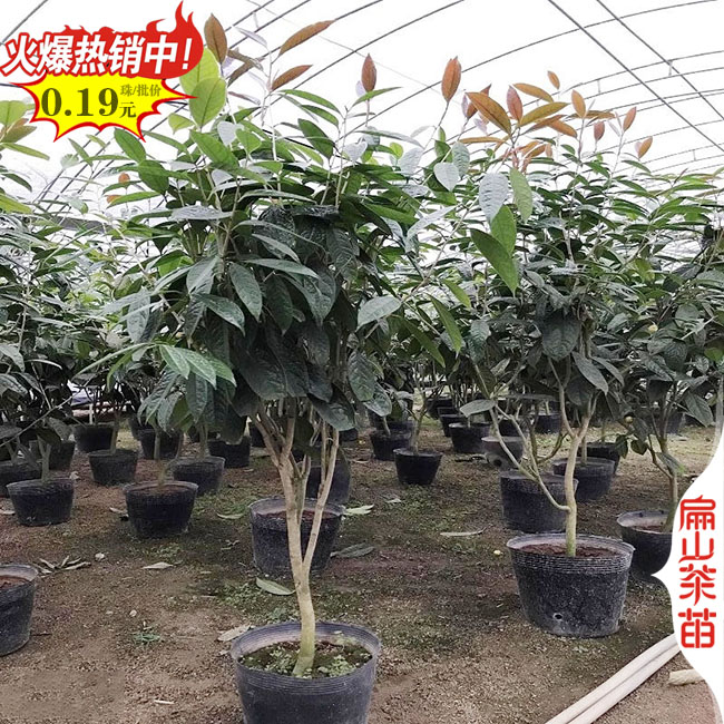 福建龍井茶葉苗批發