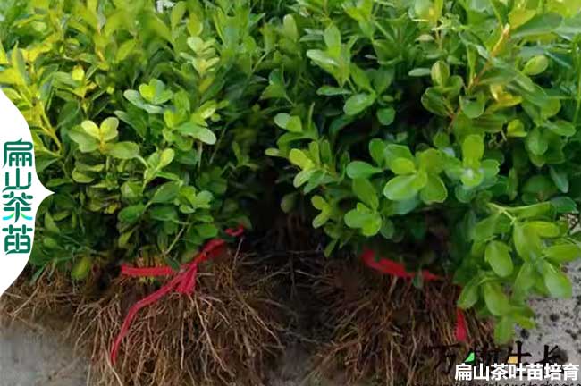 銷路 蘭州茶油樹苗批發.茶花苗小杯苗價格.茶葉苗規模化50CM