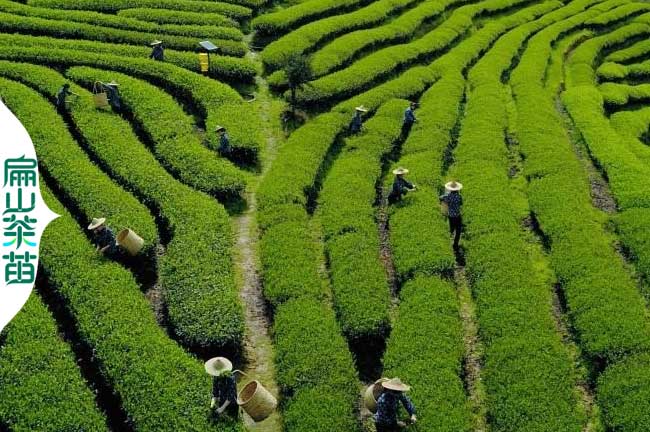 四川（chuān）茶葉（yè）培育（yù）基地（dì）