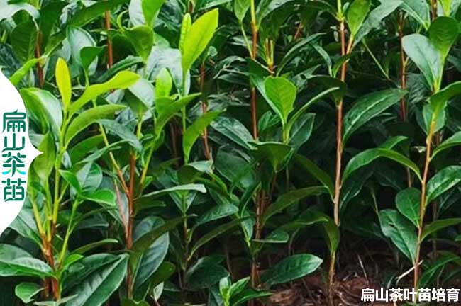 涼山（shān）綠茶苗培育