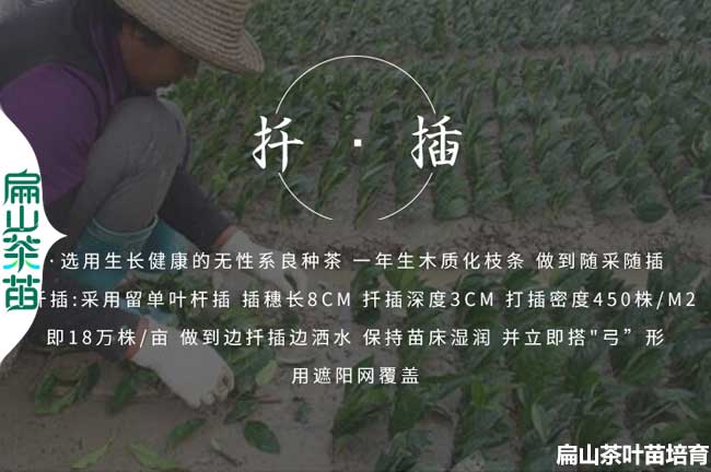 內江扡插苗（miáo）培育
