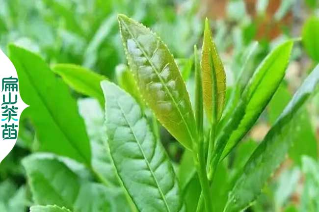 瀘州綠茶苗（miáo）培育