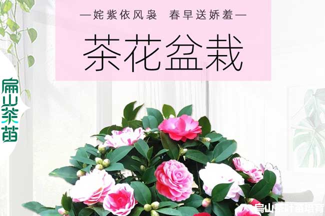 阿壩茶花盆栽