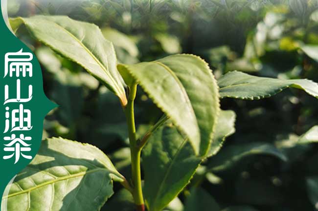 樓雲茶葉小（xiǎo）杯苗