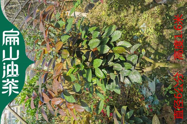泉州金花茶大杯苗批發
