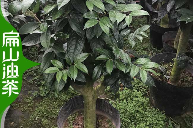 大型 南平(福建)油茶苗標準化（huà）批發 南平茶葉（yè）苗培育基地1.8元（yuán）
