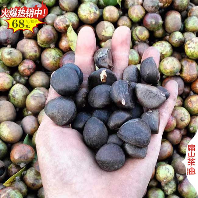 福建山茶油批發