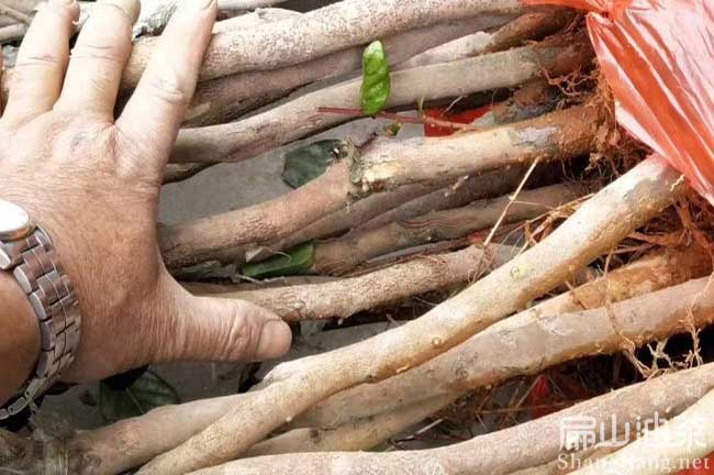 福（fú）建矮化油茶苗批（pī）發