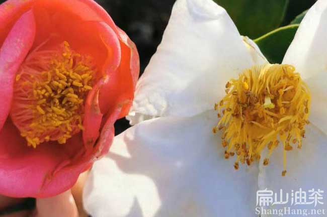 湖南紅花油（yóu）茶苗批發
