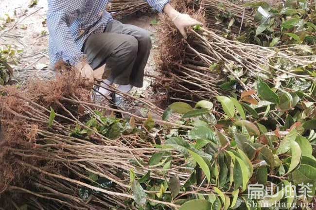 廣西高產油茶苗