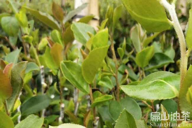 長林高產（chǎn）油茶（chá）苗