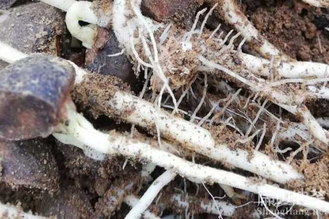 嫁接油茶（chá）苗方法