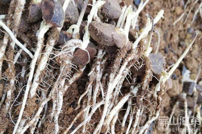 中國軟枝茶（chá）籽苗