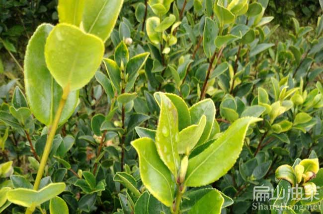 台灣油茶苗批發