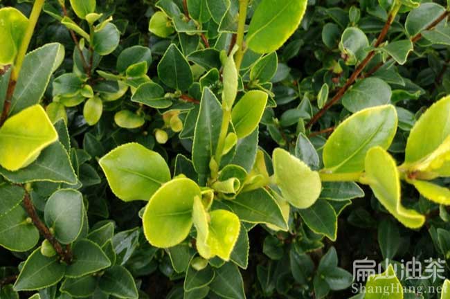 恭城茶树苗批（pī）发