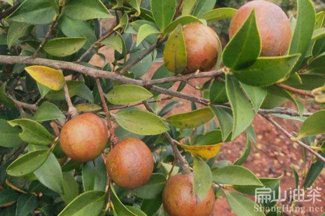 大（dà）紅花油茶種植