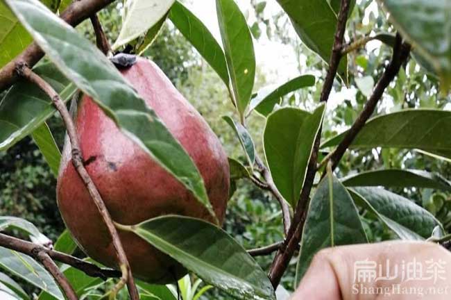 大果油茶管理技术