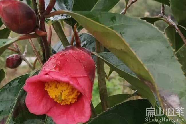 大（dà）祥大（dà）紅花油茶苗