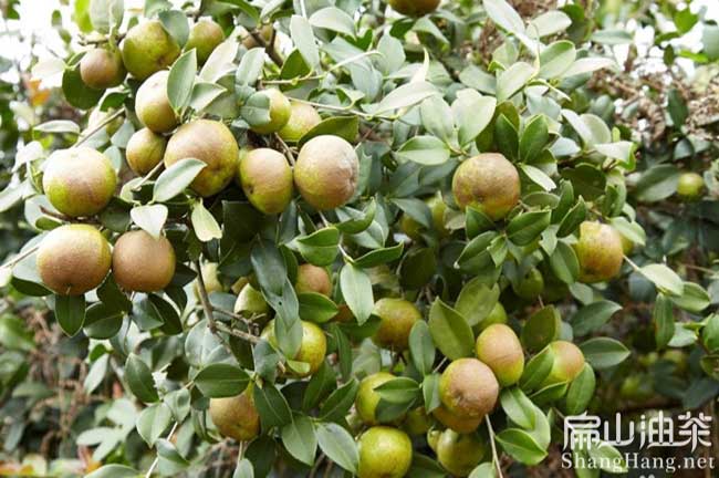 軟枝油茶苗（miáo）