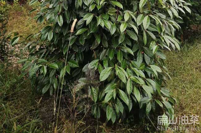 廣西中小果茶籽（zǐ）果