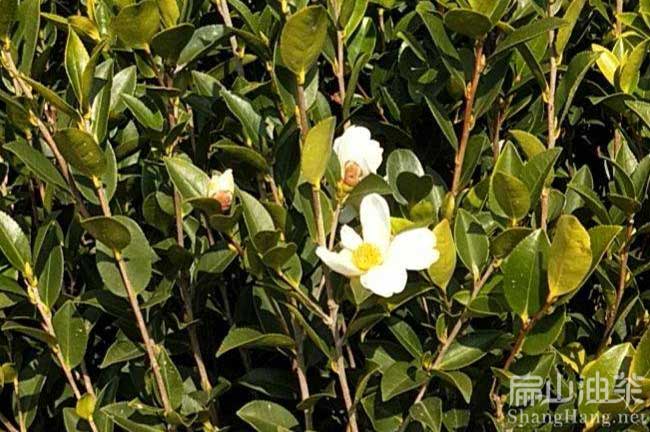湘西油（yóu）茶苗種植基（jī）地（dì） 湘西油茶基地批發（fā）紅花碩果油茶苗-扁山油茶