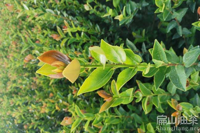 2024年油（yóu）茶種植（zhí）前景效益（yì） 賺錢一畝產多少斤茶油（yóu）-扁山油茶